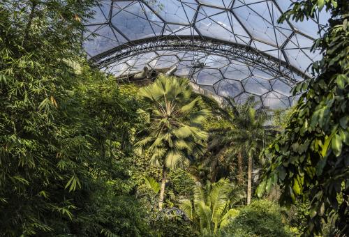 Rainforest Biome